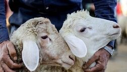عرضه دام در میادین ۷۰ درصد افزایش یافت