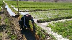 بیش از 20 هزار بهره بردار لرستانی تحت پوشش بیمه کشاورزی هستند
