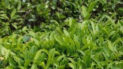 خرید تضمینی برگ سبز چای پایان یافت