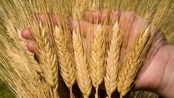 افزایش ۱۰۰ هزار تنی ذخیره غلات ایران