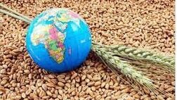 اجرای ۵۰ پروژه ملی در سه حوزه اولویت‌دار تامین امنیت غذایی در کشور
