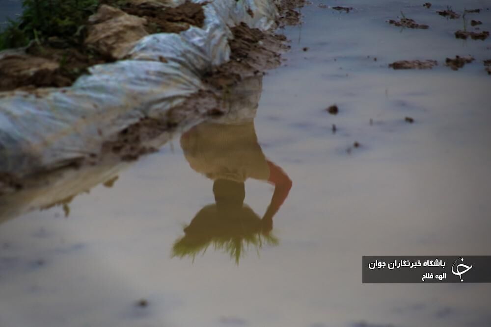 نشا