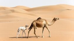 هزینه پرورش شتر چقدر است؟