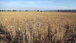 واریز ۱۲.۵ هزار میلیارد تومان به حساب گندمکاران