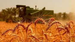  سیاست‌‌های خرید تضمینی گندم در حال تغییر است 