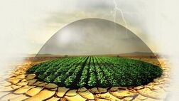 بیمه فراگیر ۶ میلیون هکتار اراضی زیر کشت گندم در سال آتی