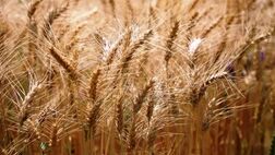 
دلار برای گندم ۲۸ هزار و ۵۰۰ تومان می‌ماند؟