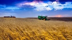 قیمت خرید تضمینی گندم در سال زراعی ۱۴۰۳-۱۴۰۴ مشخص شد