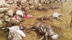 ۱۲ راس گوسفند به دلیل حمله گرگ تلف شدند/ گله بیمه نبود!