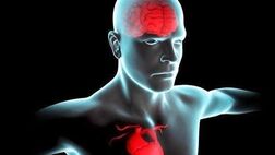 سلامت ایده آل قلب ریسک بیماری عروق مغزی را کاهش می دهد